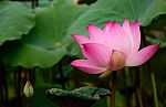 Water Lily Beautiful Lotus Flower Is The Background Stock Photo