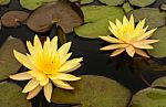 Water Lily Beautiful Lotus Flower Is The Background Stock Photo