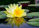 Water Lily Beautiful Lotus Flower Is The Background Stock Photo