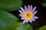 Water Lily Bloom Stock Photo