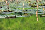 Water Lily Buds In Pond Stock Photo