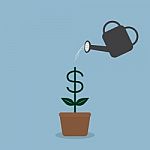 Watering Money Coint Plant Stock Photo