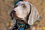 Weimaraner Stock Photo