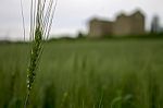 Wheat Field View To Ancient Place Stock Photo