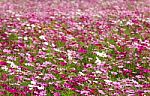 White And Pink Cosmos Flowers Stock Photo