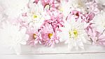 White And Pink Flowers On The White Wooden Background Stock Photo