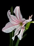 White And Pink Star Lily Stock Photo