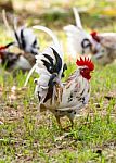 White Bantam Stock Photo