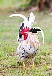 White Bantam Stock Photo