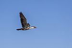 White-breasted Cormorant Stock Photo