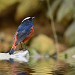 White-capped Water Redstart Bird Stock Photo