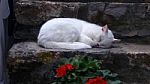 White Cat Resting On Step C Stock Photo