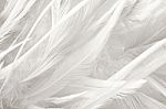 White Chicken Feather Texture Background Stock Photo