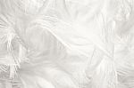 White Chicken Feather Texture Background Style Vintage Color Trends Stock Photo