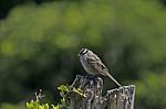 White Crowned Sparrow Stock Photo