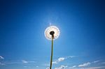 White Dandelion In Front Of Blue Sky Stock Photo