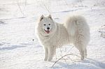 White Dog Samoyed Play On Snow Stock Photo