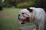 White English Bulldog Show Tongue Stock Photo