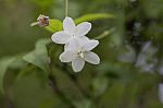 White Flower Stock Photo