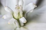 White Flower Stock Photo