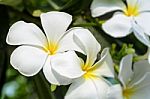 White Flower Of Plumeria Stock Photo