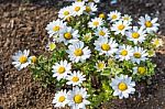 White Flowers, Bright, Beautiful Morning Stock Photo