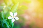 White Flowers In Garden Stock Photo