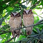 White-fronted Scops Owls Stock Photo