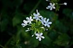 White Grass Flower And White Flower In The Garden Stock Photo