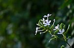 White Grass Flower And White Flower In The Garden Stock Photo