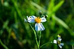 White Grass Flower And White Flower In The Garden Stock Photo