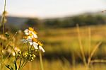 White Grass Flower And White Flower In The Garden Stock Photo