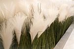 White Grass Flower Decorated On Wall Stock Photo