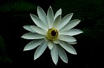 White Lotus Stock Photo