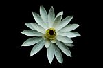 White Lotus Stock Photo