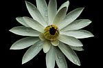 White Lotus Stock Photo