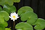 White Lotus And Leaf In Shady Pond Stock Photo