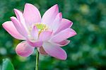 
White Lotus Bloom In The Pond, Beautiful Mountain Views Stock Photo