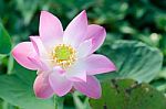 
White Lotus Bloom In The Pond, Beautiful Mountain Views Stock Photo