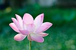 
White Lotus Bloom In The Pond, Beautiful Mountain Views Stock Photo