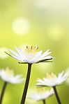 White Lotus Flower Stock Photo