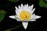 White Lotus  Isolated On White Background Stock Photo