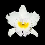 White Orchid Isolated On Black Background With Clipping Path Stock Photo