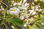 White Plumeria Or Frangipani Flowers In Garden Stock Photo