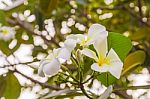 White Plumeria Or Frangipani Flowers In Garden Stock Photo