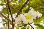 White Plumeria Or Frangipani Flowers In Garden Stock Photo