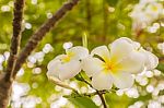 White Plumeria Or Frangipani Flowers In Garden Stock Photo