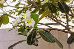 White Plumeria Or Frangipani Flowers In Garden Stock Photo