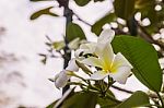 White Plumeria Or Frangipani Flowers In Garden Stock Photo