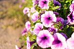 White Purple Pink Flower Selective Focus Blur Background Stock Photo